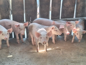 Vând purcei Landrace 