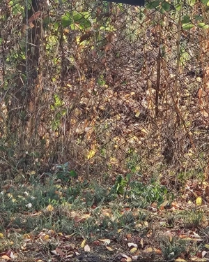 Covaci  -Teren Constructii 