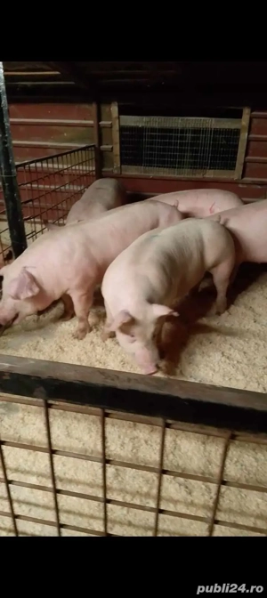 Ultimele bucati Super reducere - imagine 2