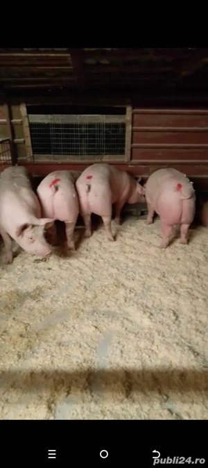 Vand porci de carne super calitate !!!