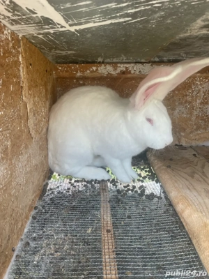 Iepuroaica urias german  - imagine 2