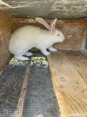 Iepuroaica urias german  - imagine 3