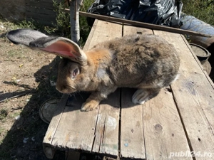 Urias german Disponibil 