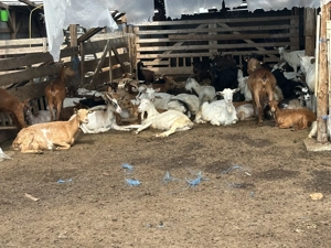 Capre metis saanen si iede metis murciana - imagine 2