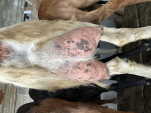 Capre metis saanen si iede metis murciana - imagine 4