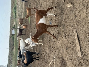 Capre metis saanen si iede metis murciana