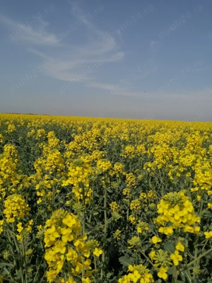 Teren agricol cojesti 