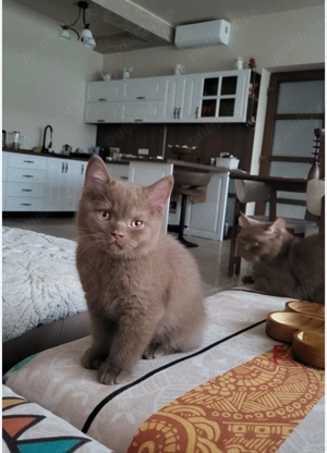 Pui pisică rasa Scottish Fold Cinnamon & British Shorthair Cinnamon   chocolate - imagine 2