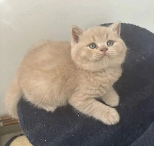 Pui pisică rasa Scottish Fold Cinnamon & British Shorthair Cinnamon   chocolate - imagine 4