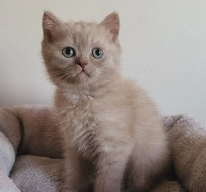 Pui pisică rasa Scottish Fold Cinnamon & British Shorthair Cinnamon   chocolate - imagine 6