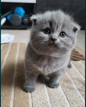 Pui pisică rasa Scottish Fold Cinnamon & British Shorthair Cinnamon   chocolate - imagine 7