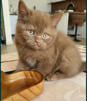 Pui pisică rasa Scottish Fold Cinnamon & British Shorthair Cinnamon   chocolate - imagine 5