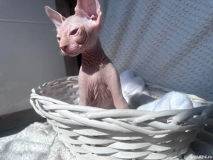 Sphynx canadian 
