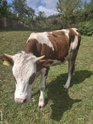 vand juninca de un an 350 kg  - imagine 5