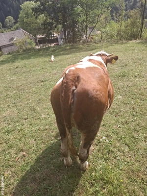 vand juninca de un an 350 kg  - imagine 4