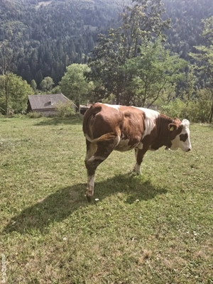 vand juninca de un an 350 kg  - imagine 3