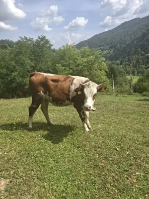 vand juninca de un an 350 kg  - imagine 2