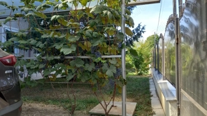 Vila P+M 224 mp cu anexe gospodaresti, pe teren 1017 mp GRUIU (Snagov), an finalizare 2004 - imagine 7 Vila P+M 224 mp cu anexe gospodaresti, pe teren 1017 mp GRUIU (Snagov), an finalizare 2004 - imagine 7