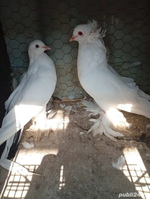 porumbei cauta casa noua - imagine 5