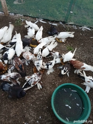 porumbei cauta casa noua - imagine 4