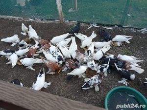 porumbei cauta casa noua - imagine 2