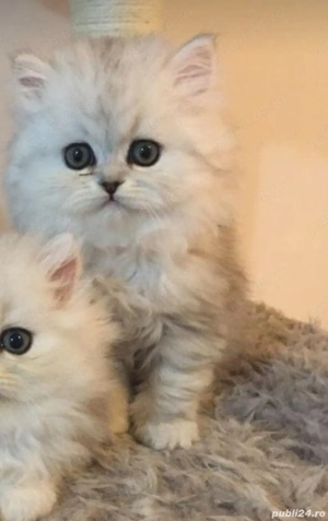 British shorthair blue si chinchila silver  - imagine 10