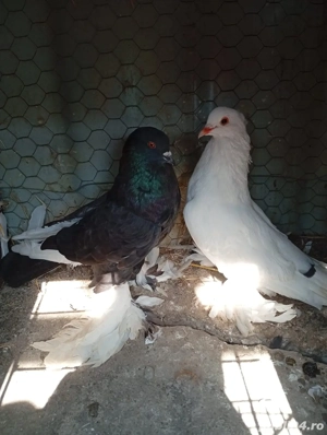 porumbei cauta casa noua - imagine 3