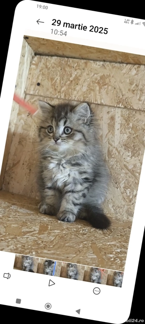 British blue si chinchilla silver - imagine 10