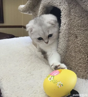 Scottish fold blue si chinchila silver  - imagine 9