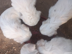 vind catei bison  - imagine 2