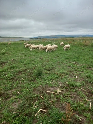 Vand oii ildefrans  - imagine 2 Vand oii ildefrans  - imagine 2