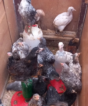 Pui de casă de vânzare 