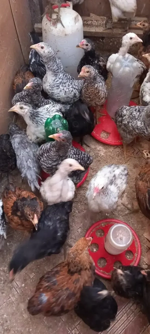 Pui de casă de vânzare  - imagine 3