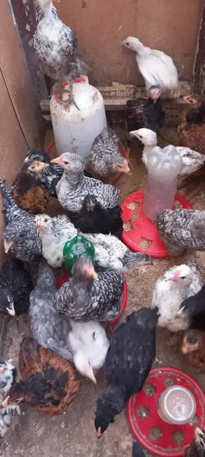 Pui de casă de vânzare  - imagine 2