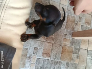 Cătel teckel  - imagine 2