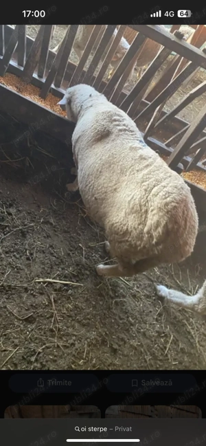 De vânzare oi sau pastramă 