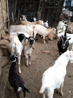 Capre și iezi de vânzare 