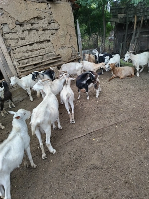 Capre și iezi de vânzare  - imagine 4 Capre și iezi de vânzare  - imagine 4