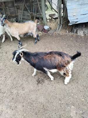 Capre și iezi de vânzare  - imagine 2 Capre și iezi de vânzare  - imagine 2