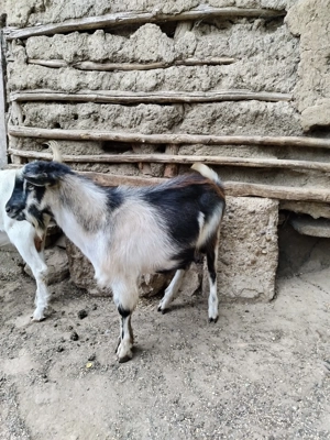 Capre și iezi de vânzare  - imagine 3 Capre și iezi de vânzare  - imagine 3