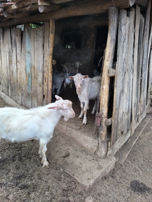 Capre și iezi de vânzare  - imagine 5 Capre și iezi de vânzare  - imagine 5