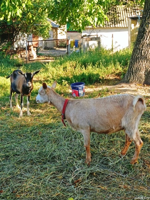 Vand capre - imagine 5