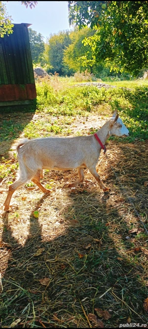 Vand capre - imagine 2