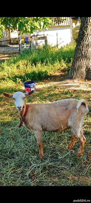 Vand capre - imagine 3