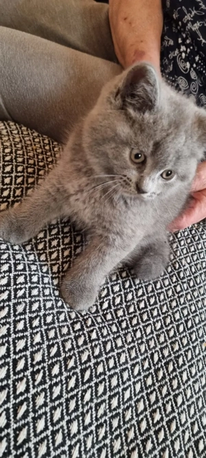 British shorthair Blue - imagine 3