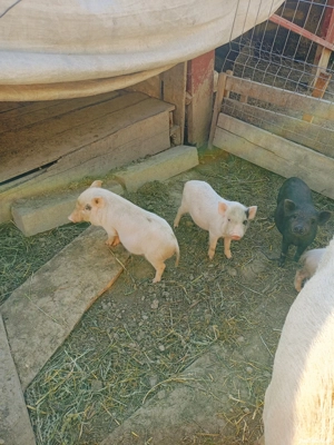 Schimbă locatia - imagine 2