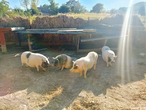 Schimbă locatia - imagine 3