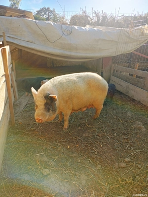 Schimbă locatia - imagine 5