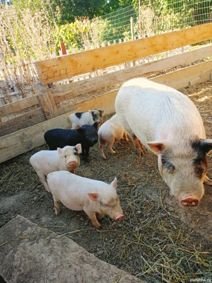 Schimbă locatia - imagine 4