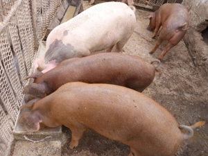 Vând porci - imagine 3 Vând porci - imagine 3